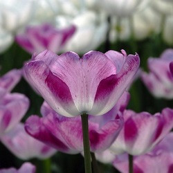 Tulip Shirley,Tulipa Shirley,Tulipe Shirley, Triumph Tulips, Purple Tulip, Tulipes Triomphe